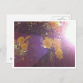 Carte Postale Fleurs et lumière (Devant / Derrière)
