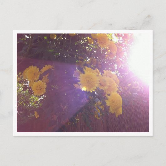 Carte Postale Fleurs et lumière (Devant)