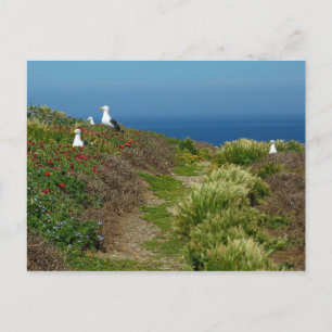 Carte Postale Fleurs et mouettes sur l'île d'Anacapa