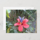 Carte Postale Fleurs et papillons en Franche Comté (Devant / Derrière)