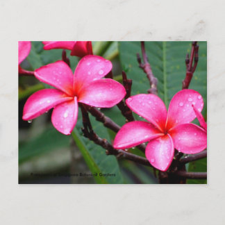 Carte Postale Fleurs Exotiques, Frangipani au Jardin Botanique d