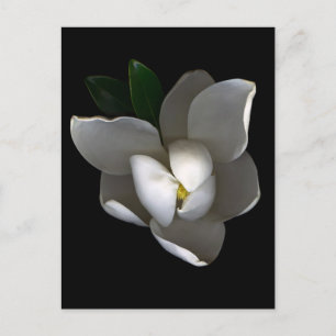 Carte Postale Fleurs   Fleur de Magnolia blanc unique