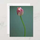 Carte Postale Fleurs | Fleur de tulipe unique (Devant / Derrière)
