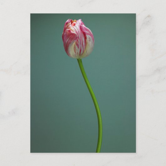 Carte Postale Fleurs | Fleur de tulipe unique (Devant)