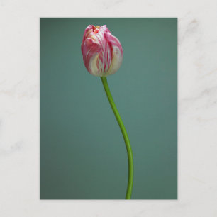 Carte Postale Fleurs   Fleur de tulipe unique