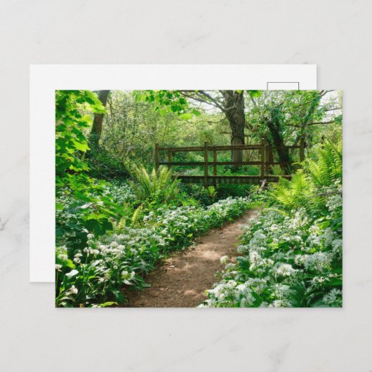 Carte Postale Fleurs | Fleurs sauvages blancs en forêt (Devant / Derrière)