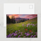 Carte Postale Fleurs | Fleurs sauvages violettes Colorado (Devant / Derrière)