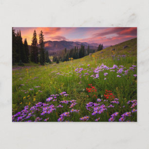 Carte Postale Fleurs   Fleurs sauvages violettes Colorado