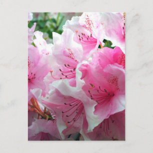 Carte Postale Fleurs florales roses tombées