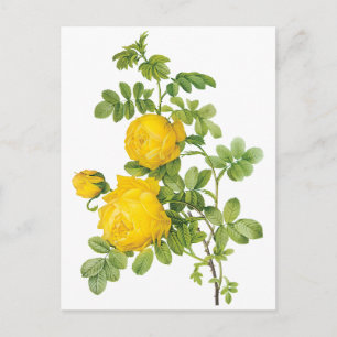 Carte Postale Fleurs Florales Vintage, Roses Jaunes par Redoute