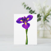 Carte Postale Fleurs florales violettes de fer jaune (Debout devant)