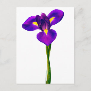 Carte Postale Fleurs florales violettes de fer jaune