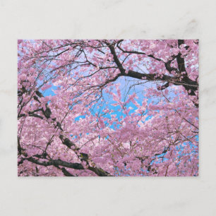 Carte Postale Fleurs florantes de cerisiers