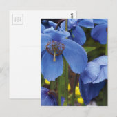 Carte Postale fleurs flore pétales fleurs vignes jardin (Devant / Derrière)