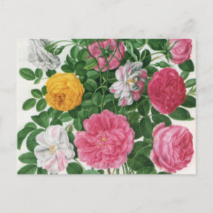 Carte Postale Fleurs florissantes vintages, Roses du jardin de p