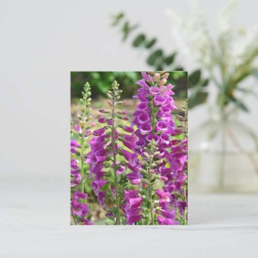 Carte Postale Fleurs Foxglove (Debout devant)