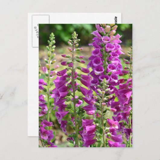 Carte Postale Fleurs Foxglove (Devant / Derrière)