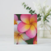 Carte Postale Fleurs Frangipani Plumeria roses (Debout devant)