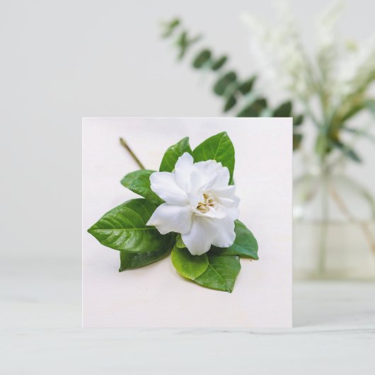Carte postale Fleurs Gardenia Blanches (Debout devant)