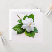 Carte postale Fleurs Gardenia Blanches (Devant/Arrière en situation)