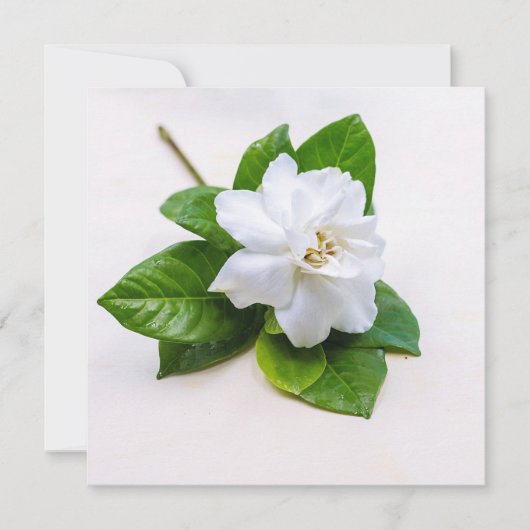 Carte postale Fleurs Gardenia Blanches (Devant)
