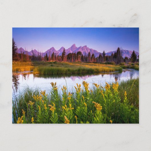 Carte Postale Fleurs | Grand Teton National Park, Wyoming (Devant)