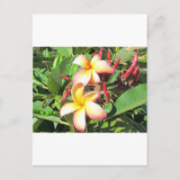 Fleurs hawaïennes - belles fleurs jaunes