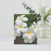 Carte Postale Fleurs Hawaii Plumeria (Debout devant)
