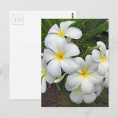 Carte Postale Fleurs Hawaii Plumeria (Devant / Derrière)