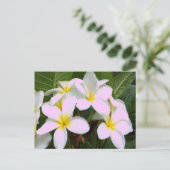 Carte Postale Fleurs Hawaii Plumeria (Debout devant)