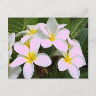 Carte Postale Fleurs Hawaii Plumeria