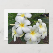 Carte Postale Fleurs Hawaii Plumeria (Devant / Derrière)
