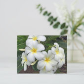 Carte Postale Fleurs Hawaii Plumeria (Debout devant)