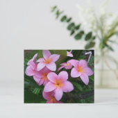 Carte Postale Fleurs Hawaii Plumeria Rose (Debout devant)