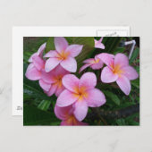 Carte Postale Fleurs Hawaii Plumeria Rose (Devant / Derrière)