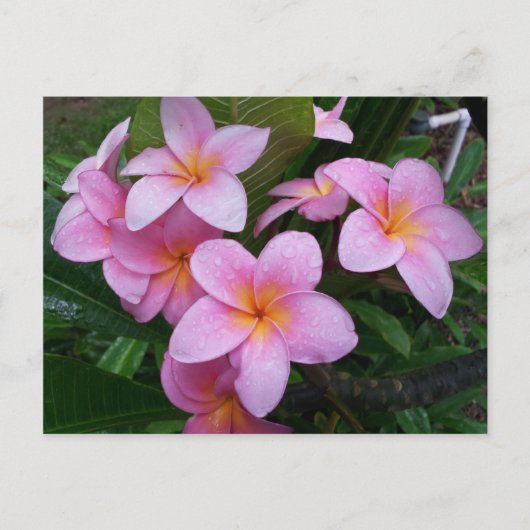 Carte Postale Fleurs Hawaii Plumeria Rose (Devant)