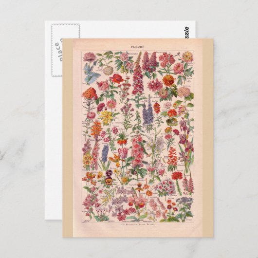 Carte Postale Fleurs historiques vintages (Devant / Derrière)