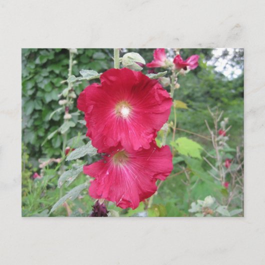 Carte Postale Fleurs Hollyhock à l'ancienne mode (Devant)