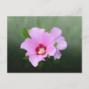 Carte Postale Fleurs Hollyhock roses et violettes