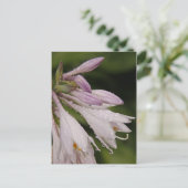 Carte Postale Fleurs Hosta Humides (Debout devant)