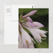 Carte Postale Fleurs Hosta Humides (Devant / Derrière)
