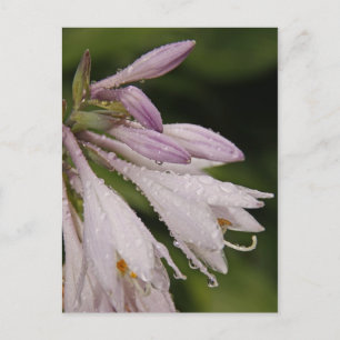 Carte Postale Fleurs Hosta Humides