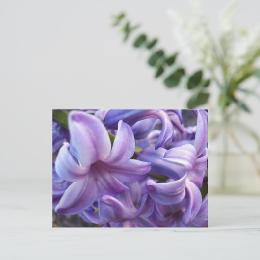 Carte postale Fleurs Hyacinth (Debout devant)