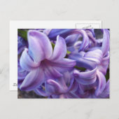 Carte postale Fleurs Hyacinth (Devant / Derrière)