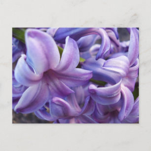 Carte postale Fleurs Hyacinth