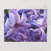 Carte postale Fleurs Hyacinth (Devant)