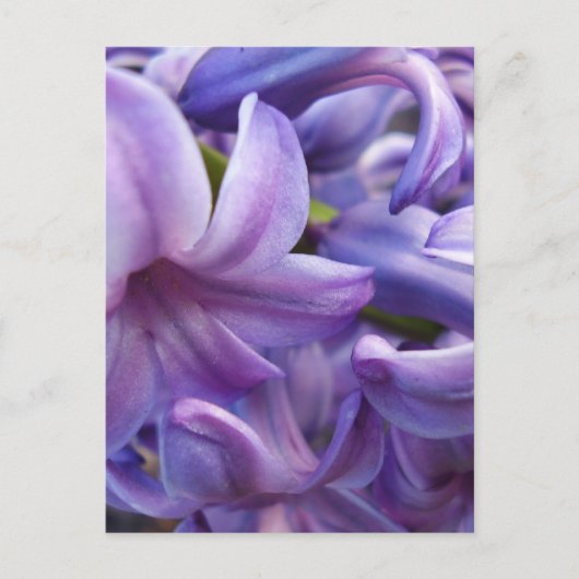 Carte postale Fleurs Hyacinth (Devant)