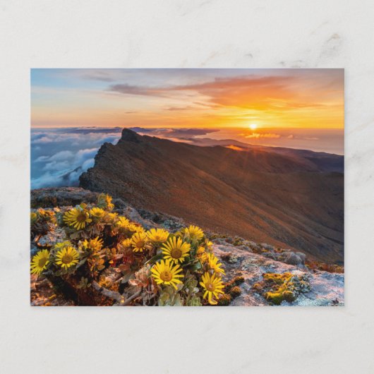 Carte Postale Fleurs | Îles Canaries, Espagne (Devant)