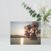 Carte Postale Fleurs japonaises de cerises (Debout devant)