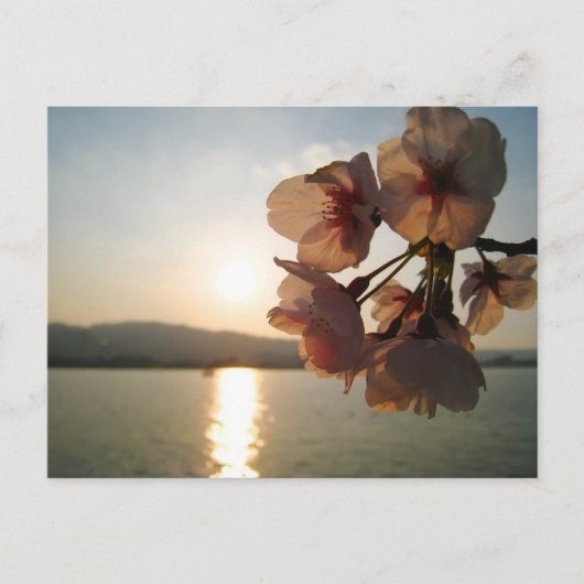 Carte Postale Fleurs japonaises de cerises (Devant)